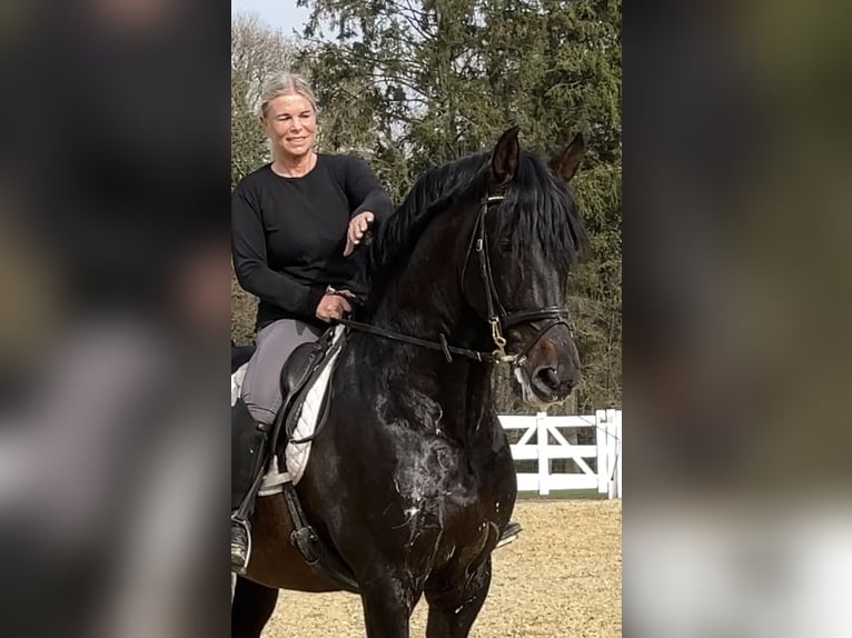 PRE Mix Stallone 13 Anni 168 cm Morello in Niederkrüchten