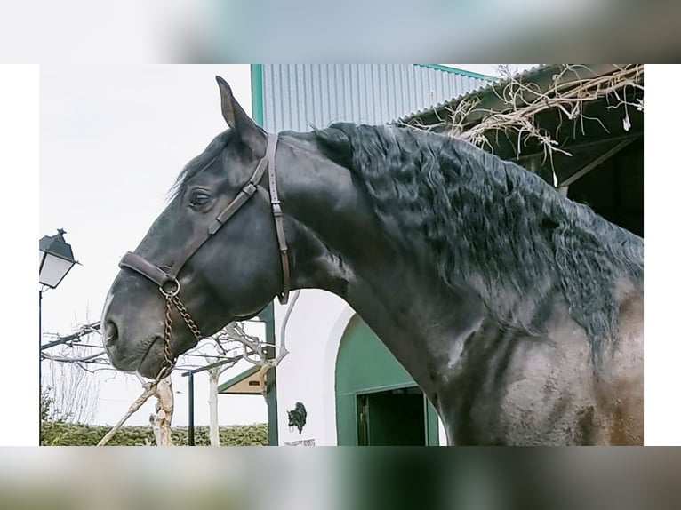 PRE Mix Stallone 13 Anni 168 cm Morello in NAVAS DEL MADRONO