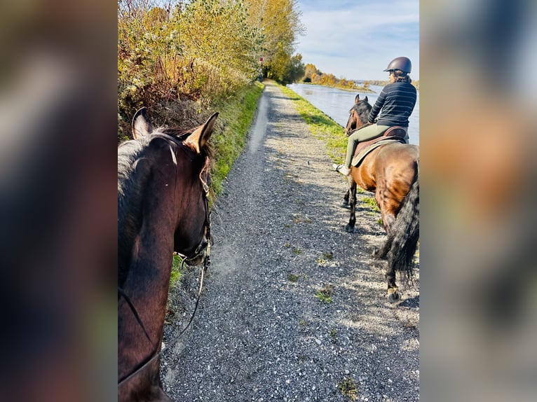 PRE Stallone 13 Anni 169 cm Baio scuro in Fischamemd