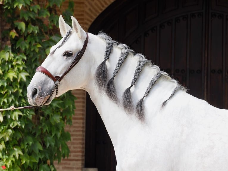 PRE Mix Stallone 13 Anni 170 cm Grigio in Navas Del Madroño