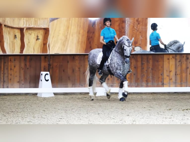 PRE Stallone 13 Anni Grigio in Madera