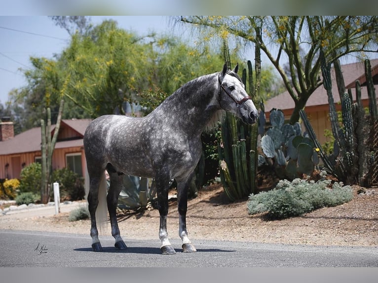 PRE Stallone 13 Anni Grigio in Madera