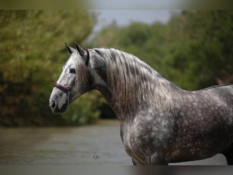 PRE Stallone 13 Anni Grigio in Madera