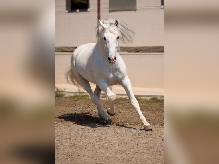 PRE Stallone 14 Anni 165 cm Grigio in Pedralba