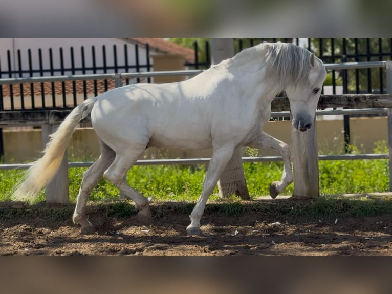 PRE Stallone 14 Anni 165 cm Grigio in Pedralba