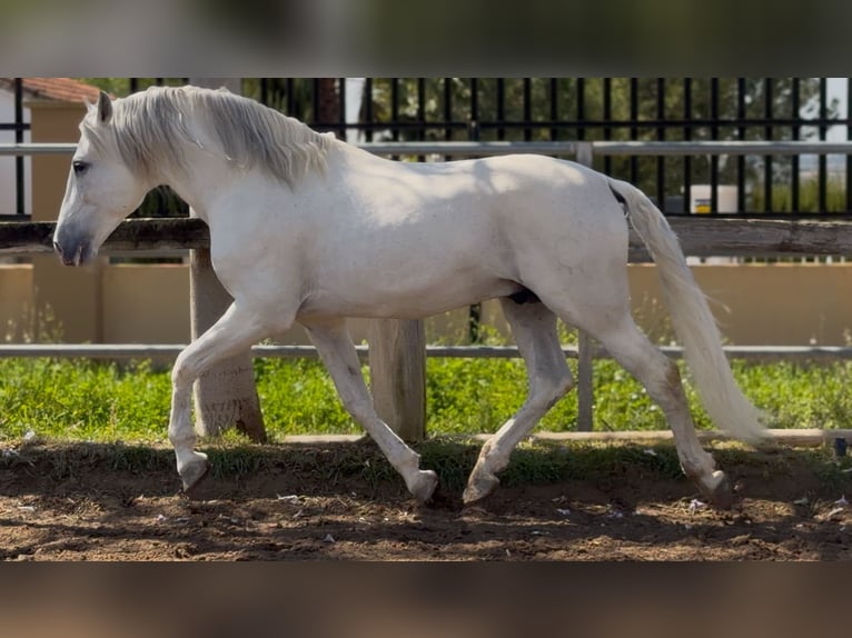 PRE Stallone 14 Anni 165 cm Grigio in Pedralba