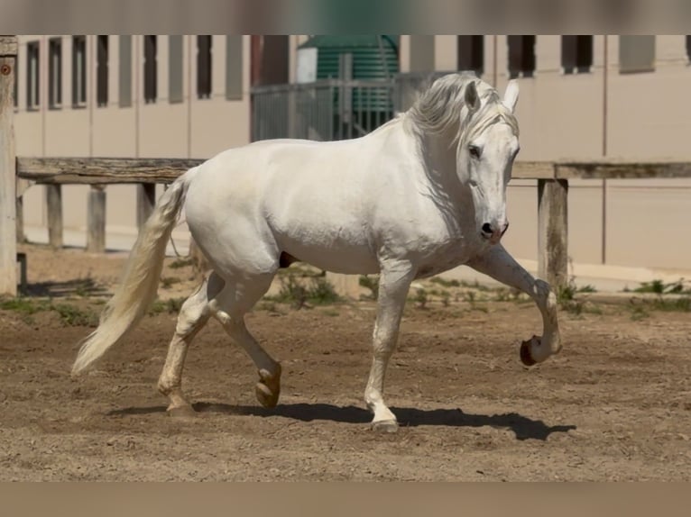 PRE Stallone 14 Anni 165 cm Grigio in Pedralba