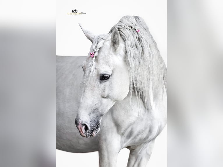 PRE Stallone 14 Anni 165 cm Grigio in Pedralba