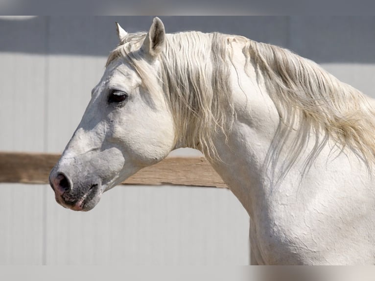 PRE Stallone 14 Anni 165 cm Grigio in Pedralba