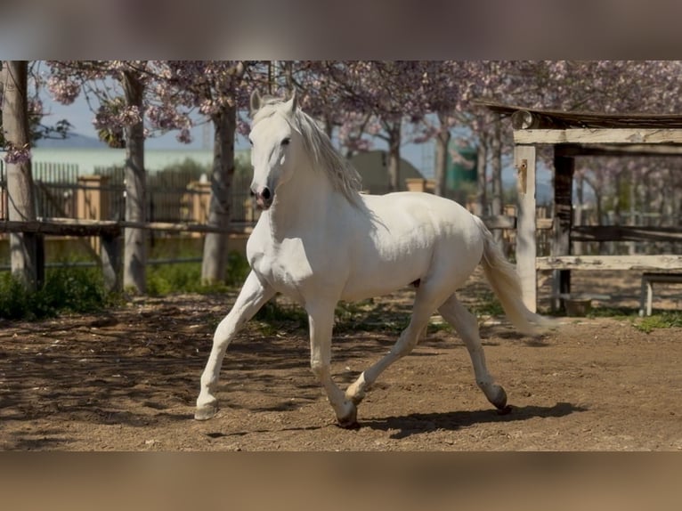 PRE Stallone 14 Anni 165 cm Grigio in Pedralba