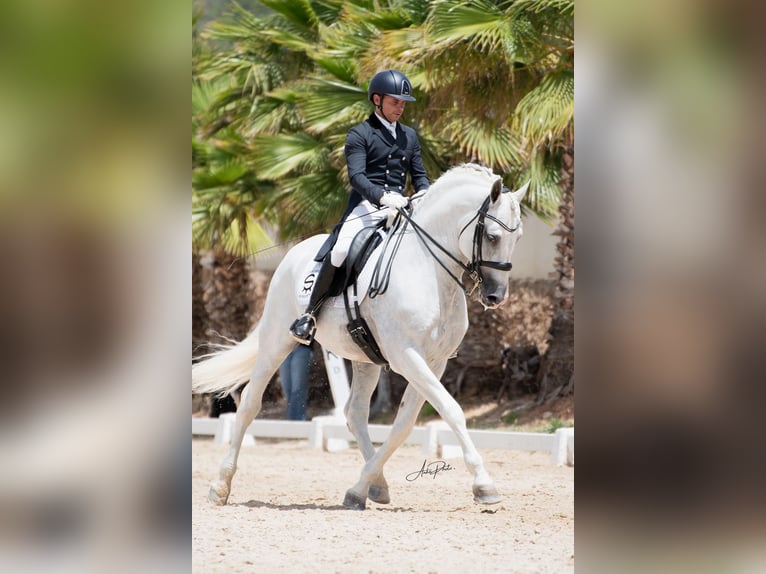 PRE Stallone 14 Anni 165 cm Grigio in Pedralba