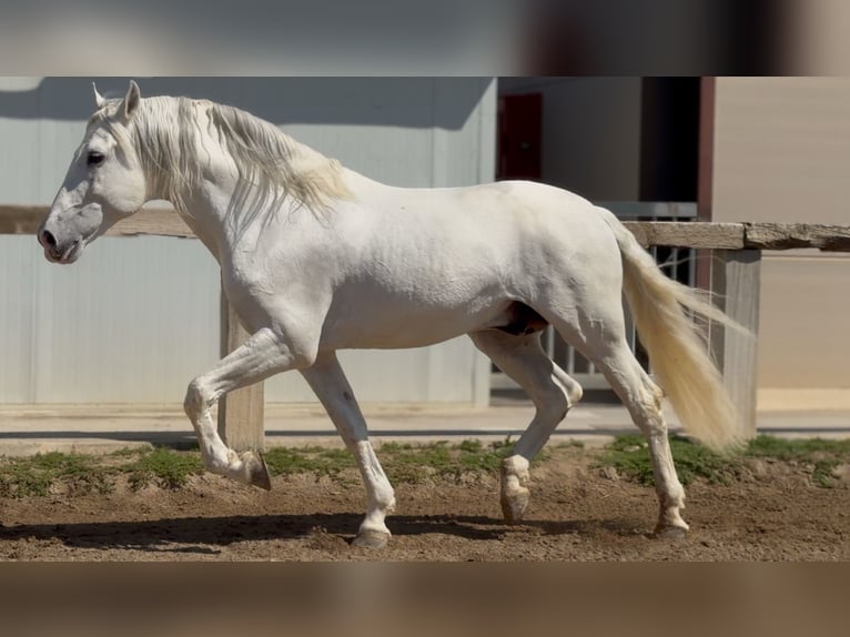 PRE Stallone 14 Anni 165 cm Grigio in Pedralba