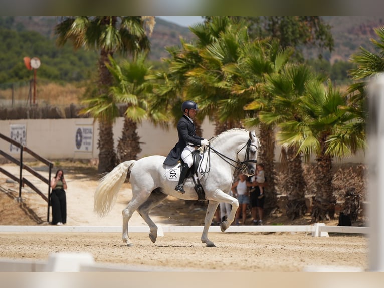 PRE Stallone 14 Anni 165 cm Grigio in Pedralba