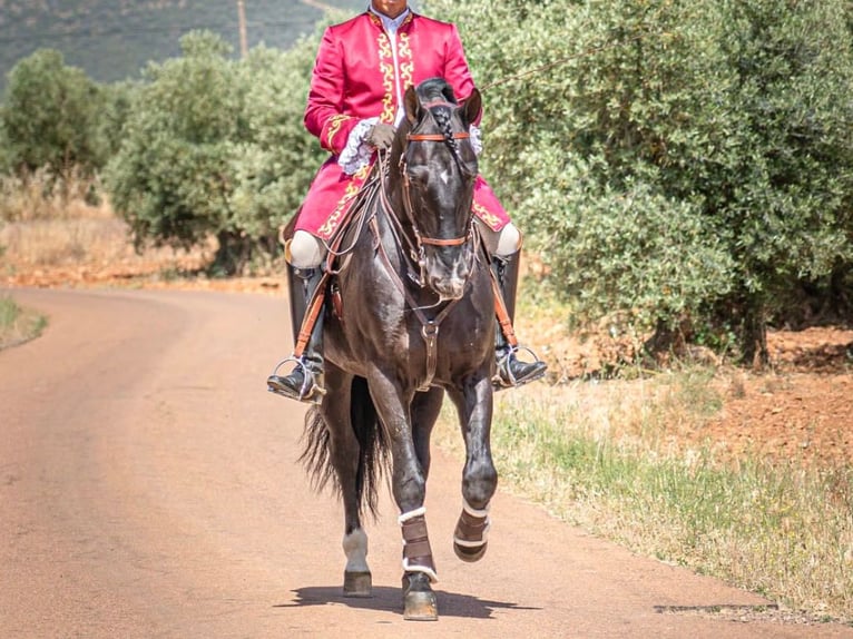 PRE Mix Stallone 14 Anni 168 cm Morello in Navas Del Madroño