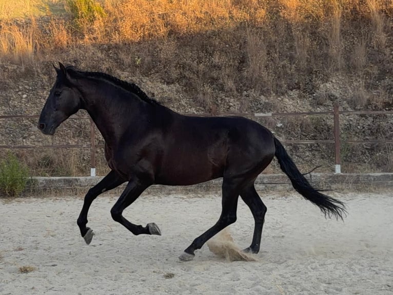 PRE Mix Stallone 15 Anni 160 cm Morello in Terrassa