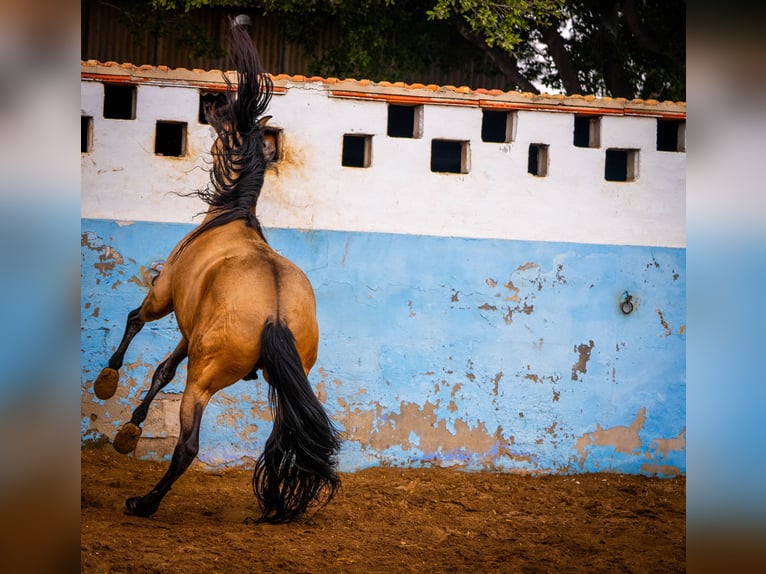 PRE Stallone 15 Anni 163 cm Falbo in Valencia