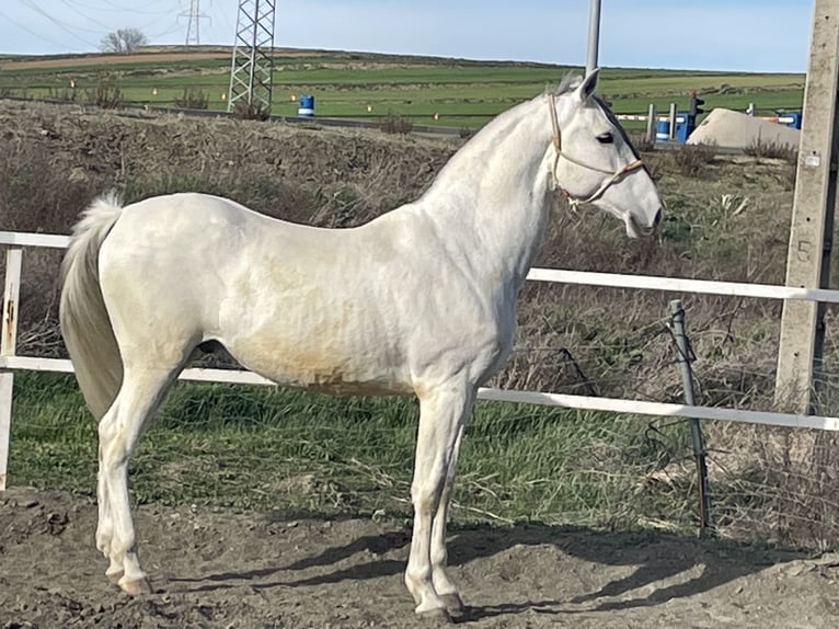 PRE Mix Stallone 15 Anni 167 cm Grigio in Numancia De La Sagra