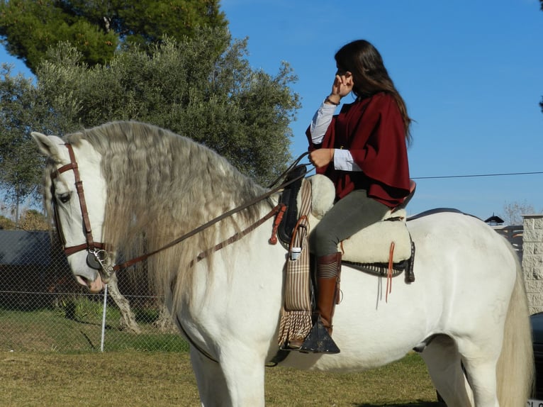 PRE Mix Stallone 15 Anni 167 cm Grigio in Numancia De La Sagra