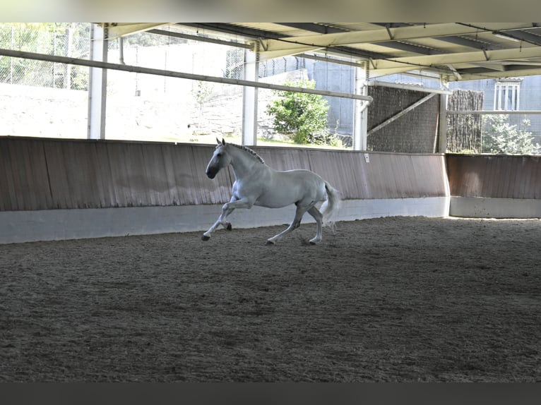 PRE Mix Stallone 15 Anni 168 cm Grigio in Guimar&#xE3;es
