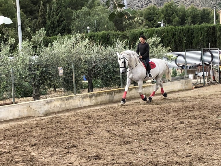PRE Mix Stallone 15 Anni 170 cm Grigio pezzato in Martfeld