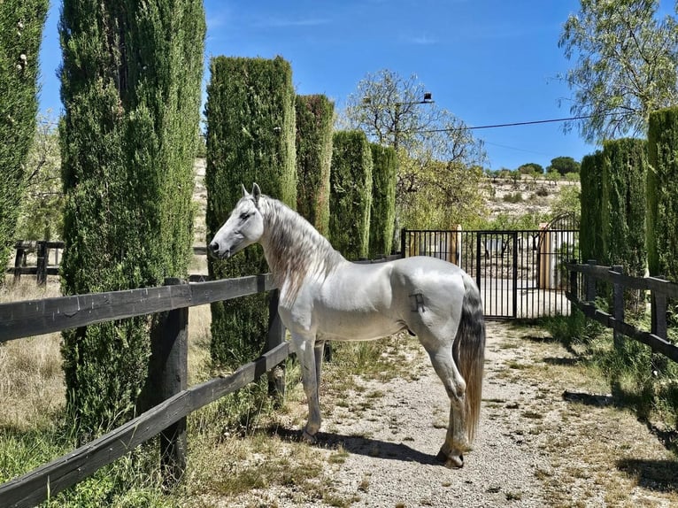 PRE Stallone 16 Anni 160 cm Grigio in Tornabous