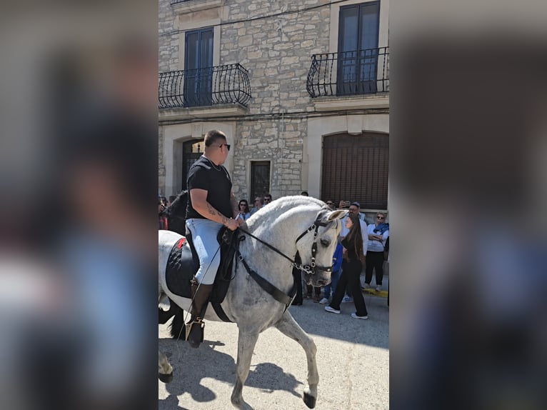 PRE Stallone 16 Anni 160 cm Grigio in Tornabous