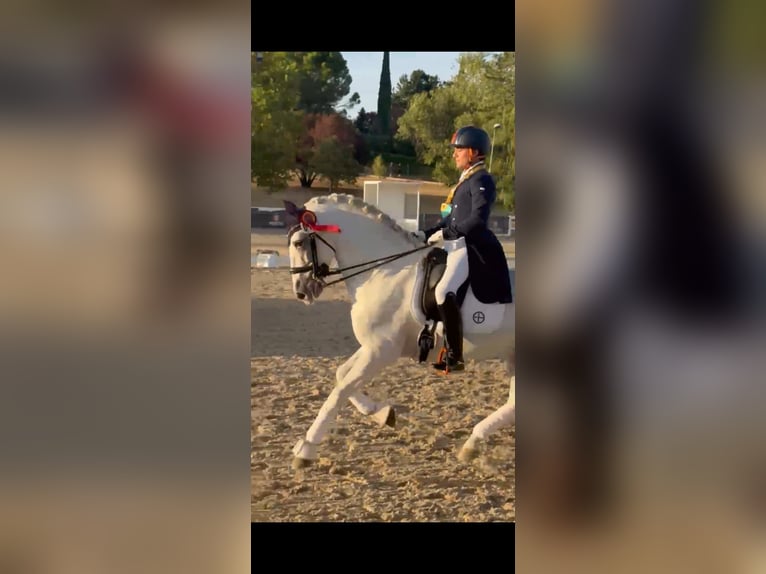 PRE Stallone 17 Anni 163 cm Grigio in Ventosa Del Rio Almar