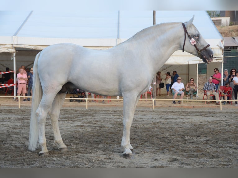 PRE Stallone 17 Anni 163 cm Grigio in Ventosa Del Rio Almar