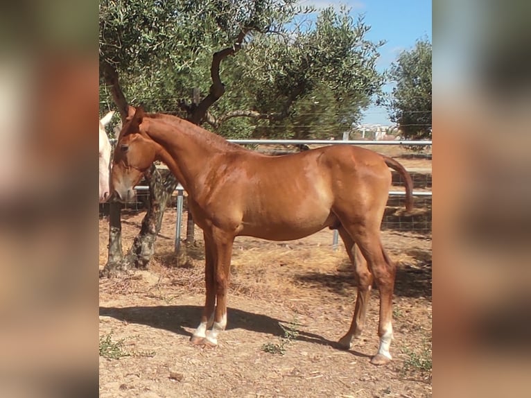 PRE Mix Stallone 1 Anno 142 cm Sauro in Rociana Del Condado