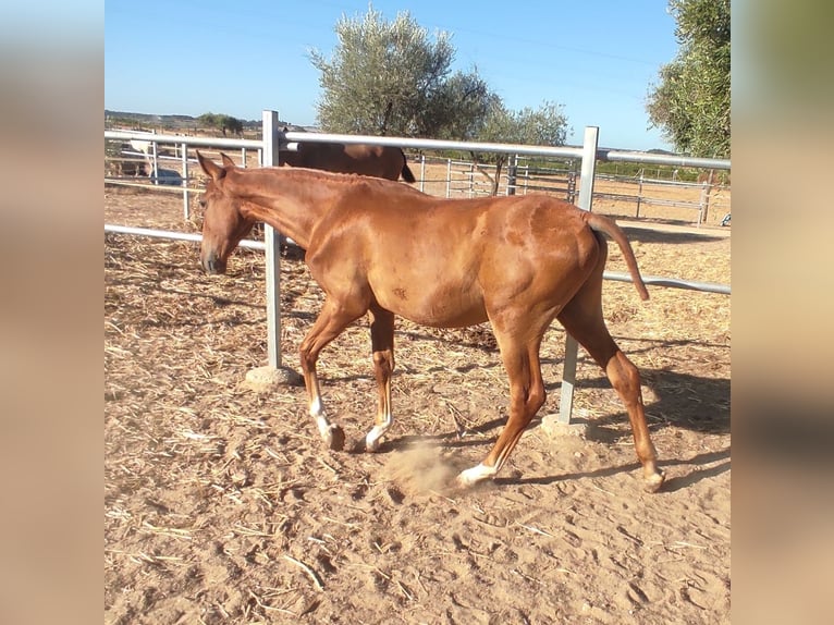 PRE Mix Stallone 1 Anno 142 cm Sauro in Rociana Del Condado