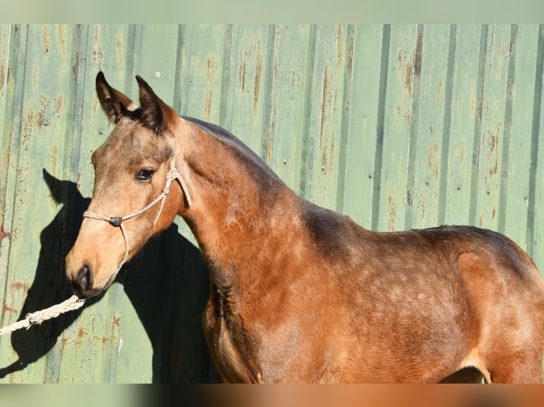 PRE Mix Stallone 1 Anno 144 cm Falbo in Provinz Malaga