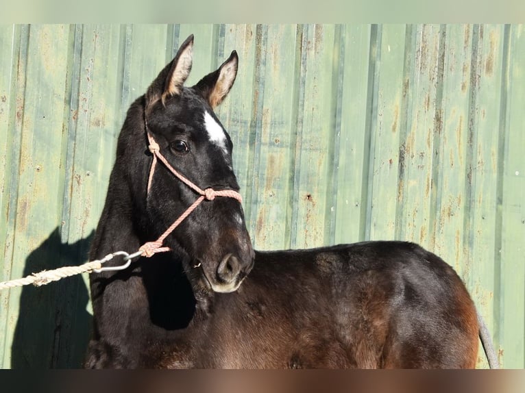 PRE Mix Stallone 1 Anno 146 cm Grigio in Provinz Malaga