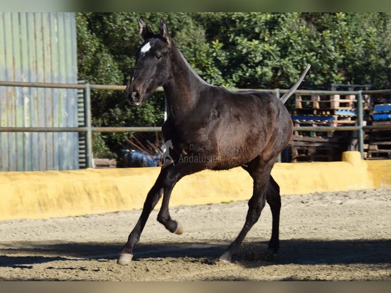 PRE Mix Stallone 1 Anno 146 cm Grigio in Provinz Malaga