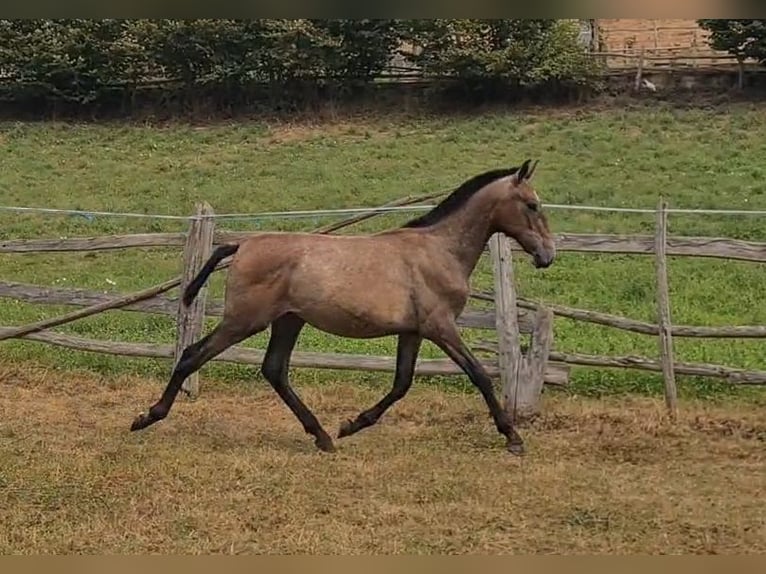 PRE Stallone 1 Anno 147 cm Grigio in Cargadero Viejo