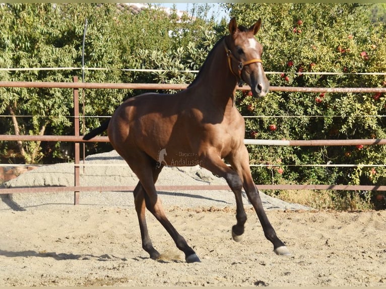 PRE Stallone 1 Anno 148 cm Grigio in Velbert