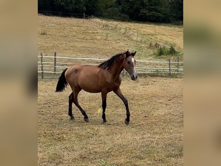 PRE Stallone 1 Anno 148 cm Grigio in Velbert