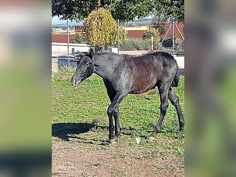 PRE Stallone 1 Anno 150 cm Grigio ferro in ALALPARDO