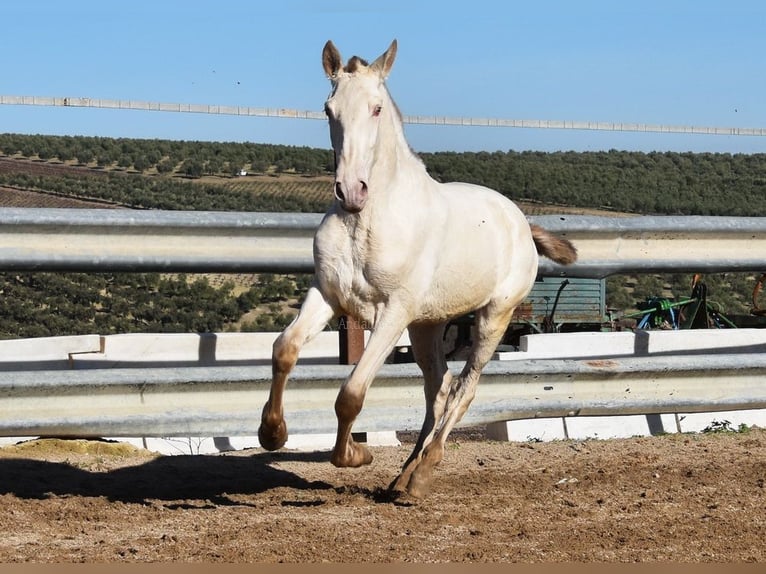 PRE Mix Stallone 1 Anno 155 cm Pearl in Miralvalles