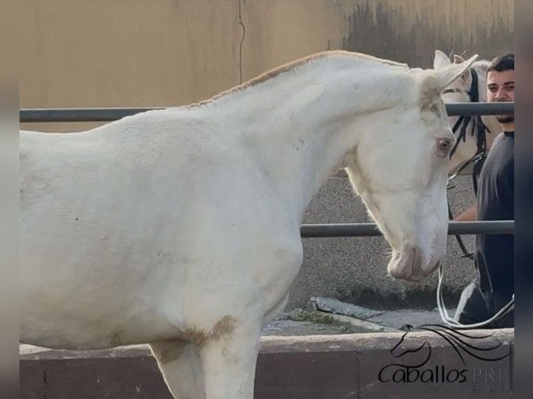 PRE Stallone 1 Anno 155 cm Perlino in Barcelona