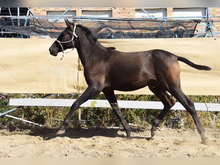 PRE Stallone 1 Anno 156 cm Morello in Provinz Granada