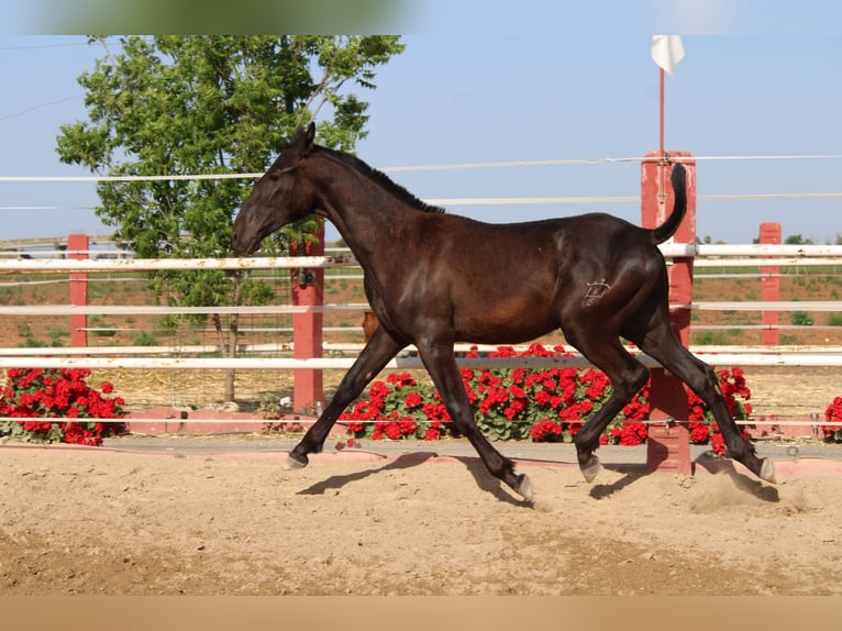 PRE Stallone 1 Anno 157 cm in Los Rosales