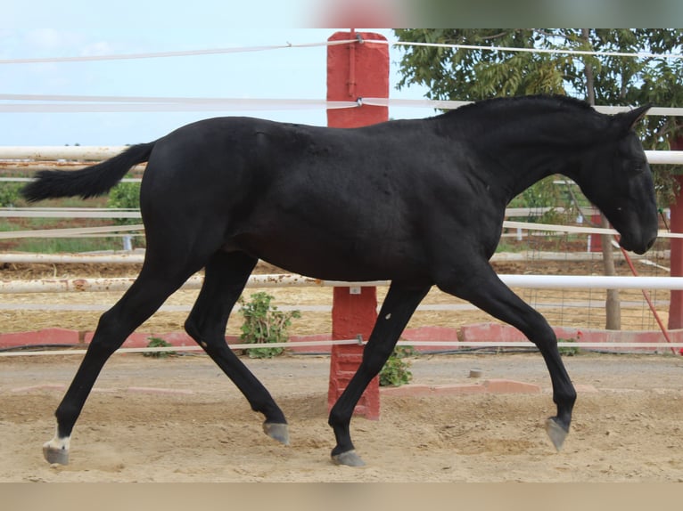 PRE Stallone 1 Anno 157 cm Morello in Los Rosales