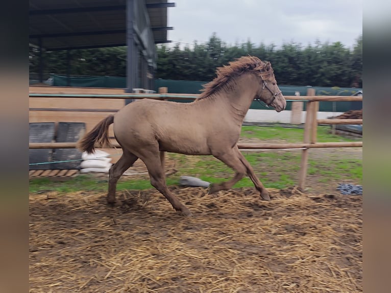 PRE Mix Stallone 1 Anno 158 cm Champagne in Cartama