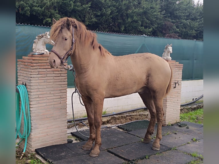 PRE Mix Stallone 1 Anno 158 cm Champagne in Cartama