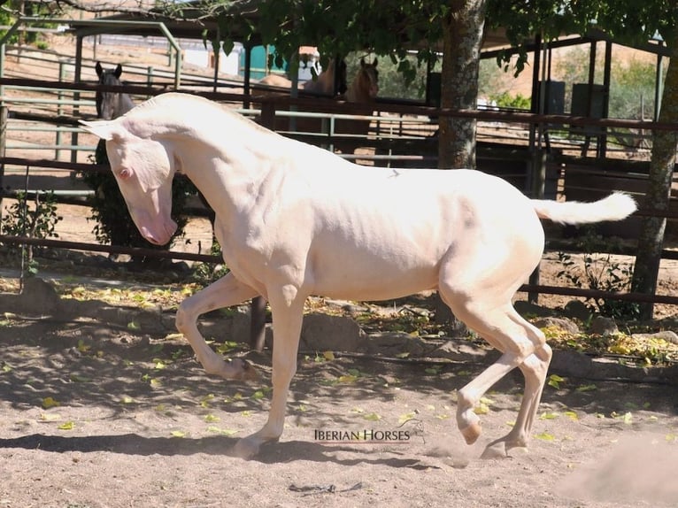 PRE Mix Stallone 1 Anno 158 cm Cremello in Navas Del Madro&#xF1;o