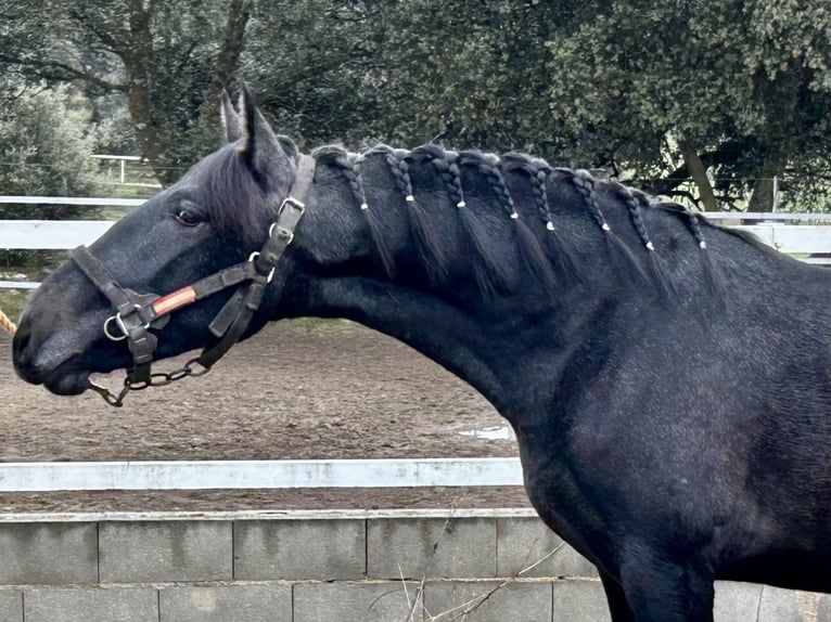 PRE Mix Stallone 1 Anno 158 cm Grigio in Talavera De La Reina