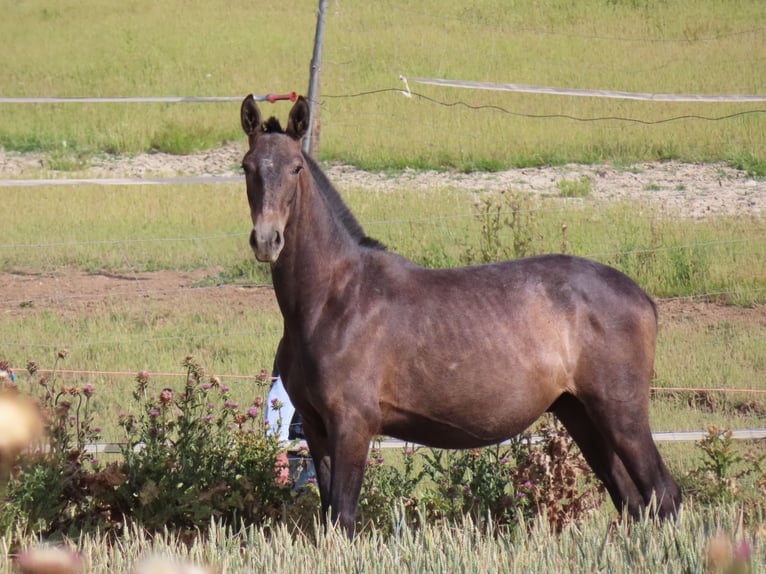 PRE Stallone 1 Anno 158 cm Grigio in Torres De La Alameda