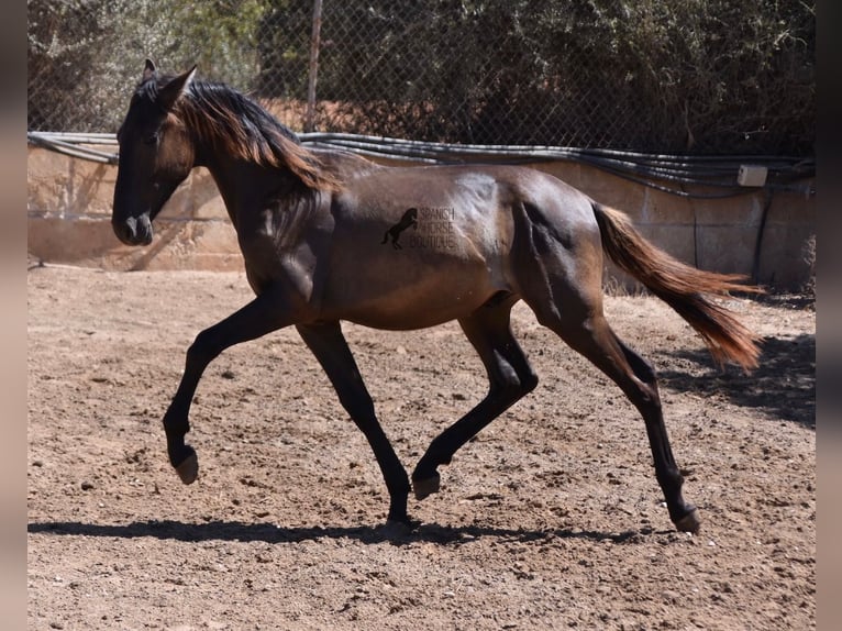 PRE Stallone 1 Anno 158 cm Morello in Mallorca