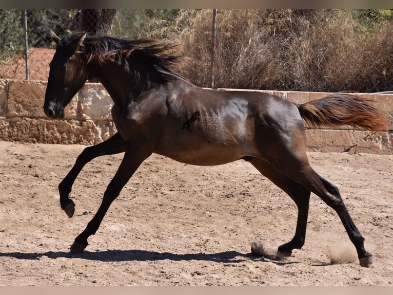 PRE Stallone 1 Anno 158 cm Morello in Mallorca