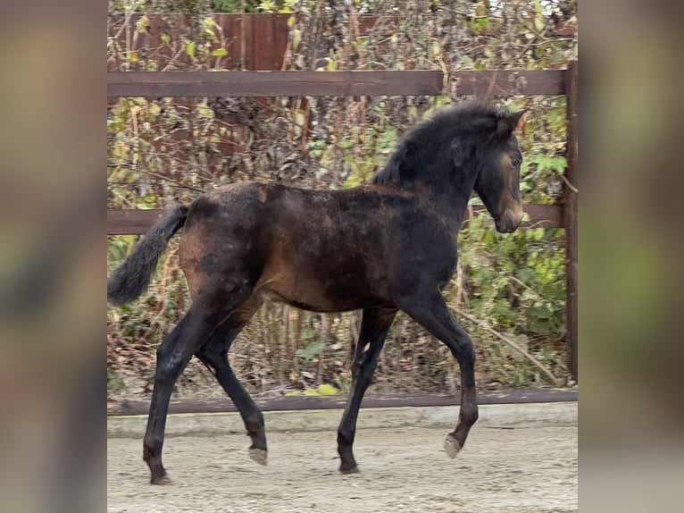 PRE Stallone 1 Anno 160 cm Baio in Stahnsdorf